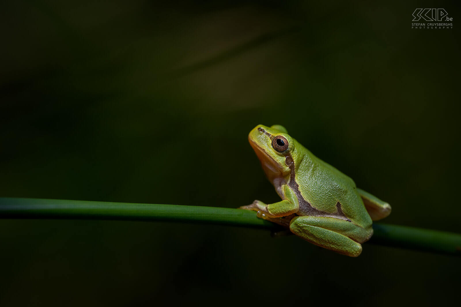 Amphibians - Tree frog Tree frogs spend 90% of their time on land and are often found sunning themselves on brambles and thickets near streams and ponds. The largest tree frogs are 4cm in size but this year I came across a lot of juvinel frogs that were only 1.5cm to 2cm in size. Females have a white throat and males a golden brown.  Stefan Cruysberghs